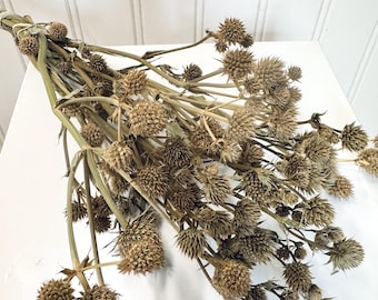 Dried Brown Rattlesnake Eryngium Thistle Bundle: Flower Farm Grown Sea Holly - DIY Decor