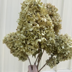 May include: A cluster of dried hydrangea flowers featuring muted, pale green and beige petals. The flower heads are dense and conical in shape, supported by thin, woody stems that branch out to hold the multiple dried blooms together in a bunch.