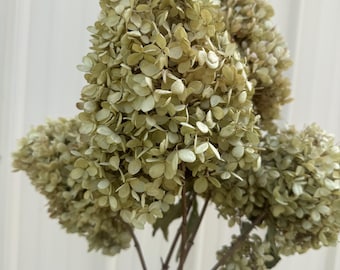 May include: A cluster of dried hydrangea flowers featuring muted, pale green and beige petals. The flower heads are dense and conical in shape, supported by thin, woody stems that branch out to hold the multiple dried blooms together in a bunch.