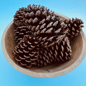 Pine Cones (10) Craft Supplies Wedding Décor Christmas Décor DIY Wreath