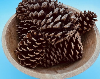 Natural Pine Cones (10): Rustic Christmas Decor, DIY Crafts