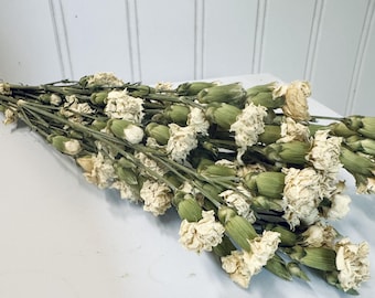 Dried Off White Carnations Bundle Floral Decor Botanical Boho DIY Crafting