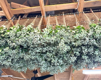 Dried Mountain Mint with Stems Fragrant Dried Floral Botanical Decor Crafting DIY