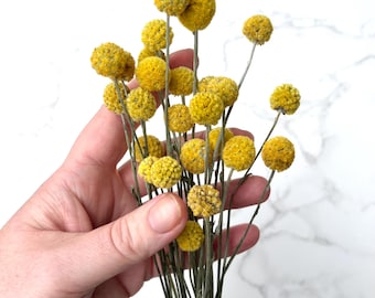 Dried Craspedia Billy Balls: DIY Floral Crafts, Home Decor