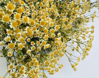 Dried Feverfew Bunch: Natural DIY Floral Crafting, Boho Home Decor