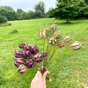 May include: A bouquet of dried seed pods in shades of purple and green, held against a backdrop of a green lawn and trees. The pods have a unique, star-like shape and are clustered together.
