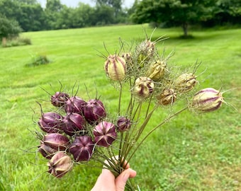 Dried Nigella Seed Pods: Burgundy or Striped Dried Floral Decor and Crafting