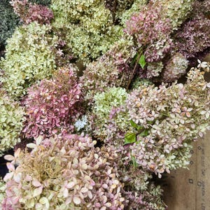 May include: A collection of dried hydrangea flowers featuring a mix of pale green, cream, and dusty pink petals. The dense, cone-shaped clusters are arranged in a layered composition, showcasing the natural texture and faded colors of the blooms.
