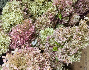 Dried Limelight Hydrangeas with Stems Bundle: Vintage Cottage Home Decor Light Green Pink