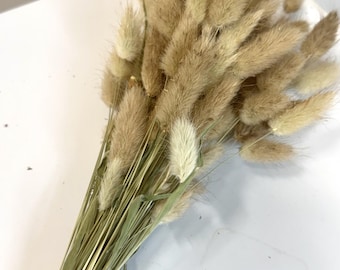 Dried Brown Beige Bunny Tails Grasses Home Decor Dried Florals Neutral DIY Crafts