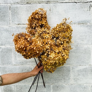 May include: A bouquet of three dried hydrangea stems with golden-brown, papery petals. The flower heads are large, rounded, and densely packed with small, withered blossoms attached to thin, dark brown woody stalks held together in a bunch.