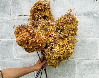 Dried Hydrangeas with Stems Bundle: Vintage Cottage Home Decor