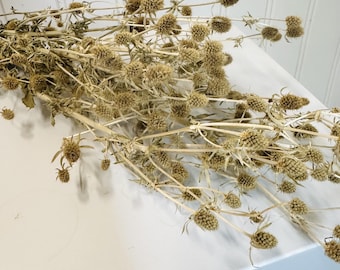 Dried Tan Eryngium Thistle Bundle: Flower Farm Grown Sea Holly - DIY Decor