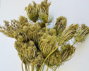 Dried Queen Anne's Lace Seed Pods: Natural DIY Floral Crafting