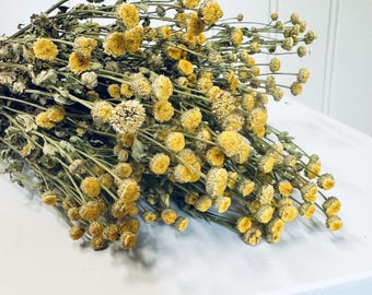 Dried Yellow Button Feverfew Bunch: Natural DIY Floral Crafting, Boho Home Decor