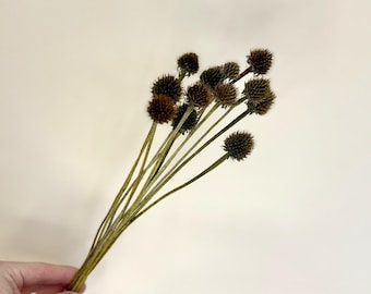 Dried Echinacea-Cone Flower Home Decor Dried Florals Boho Natural DIY Crafts
