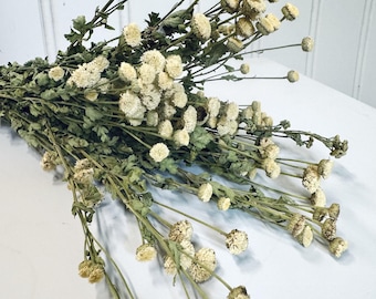 Dried Orinoco Cream Feverfew Bunch: Natural DIY Floral Crafting, Boho Home Decor