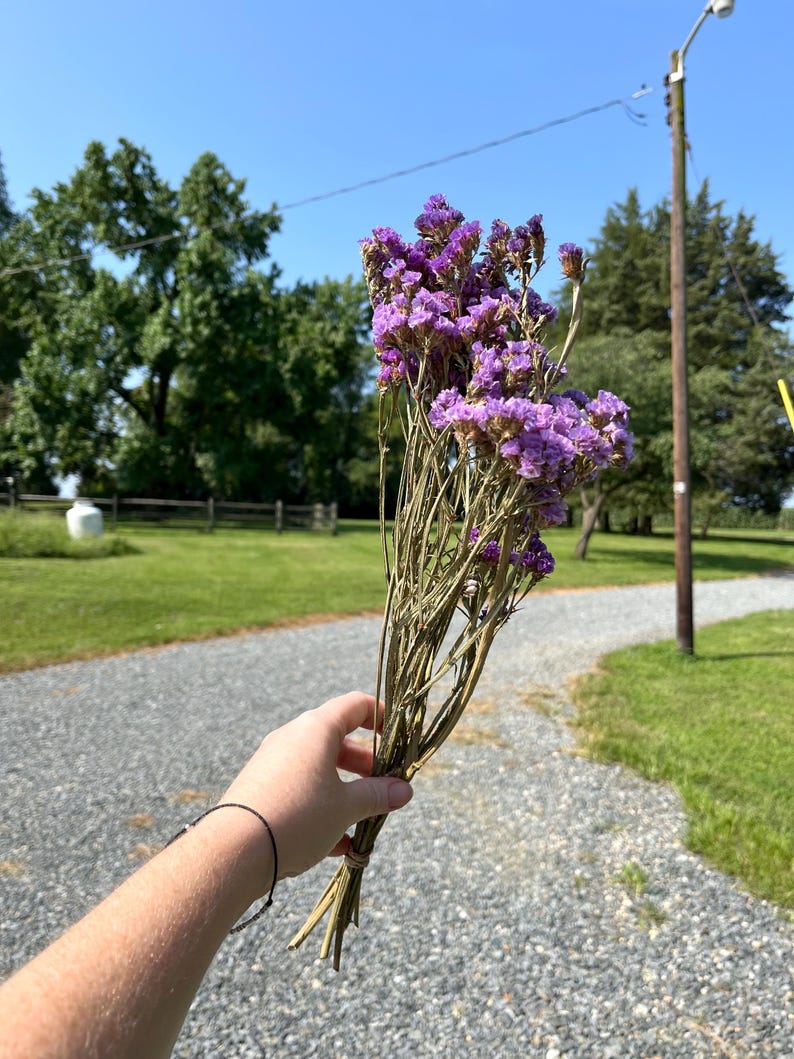 Dried Statice Flower Bunch: Natural DIY Floral Crafting, Wedding ...