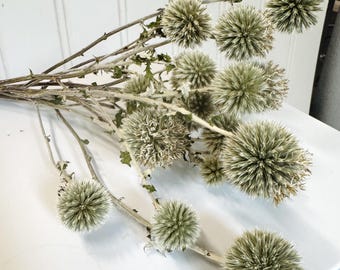 Dried Sage Green Echinops Bundle Floral Decor Botanical Boho DIY Crafting