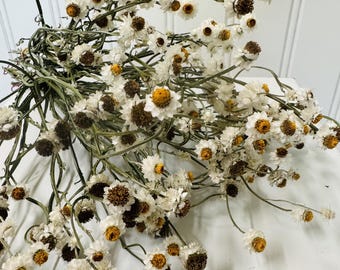 Dried Ammobium Bunch: Winged Everlasting Natural DIY Floral Crafting, Boho Home Decor