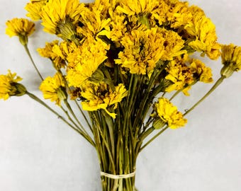 Dried Yellow Marigolds Bundle Bunch Floral Decor Botanical Boho DIY Crafting