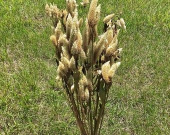 Dried Ivory Celosia Bundle: Natural Beige Floral DIY Home Decor