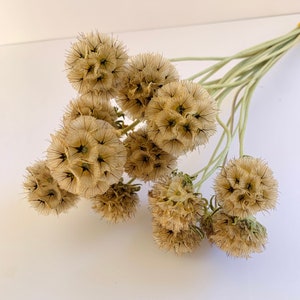 May include: A bundle of dried, beige globe thistle flowers with spiky, spherical blooms. The stems are a pale green, and the flowers are arranged against a white background. These natural elements are suitable for home decor and crafting.