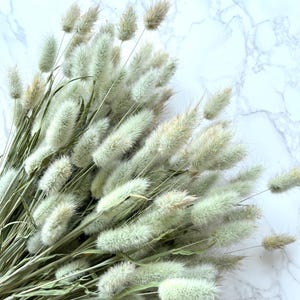 May include: A bundle of dried bunny tail grass with soft, fluffy, light green and beige seed heads. The stems are a muted green color. The arrangement is set against a white and gray marble background.