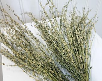Dried Cress Green Bundle Floral Decor Botanical Boho DIY Crafting