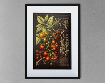 Old Botanical illustration of a red cherry tomatoes - Printable Wall Art, digital download (23)