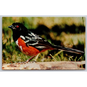 Carte postale oiseau tohi roux 0723
