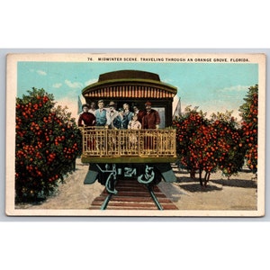 Carte postale Scène d'hiver en voyageant dans une orangeraie, Floride 0614
