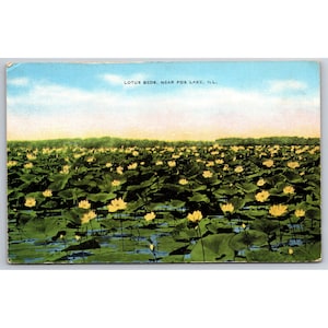 Carte postale Lots de lotus près de Fox Lake Illinois 0687