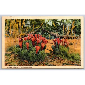Cartão postal Cacto em Flor Arizona Vintage Linen Fred Harvey #932
