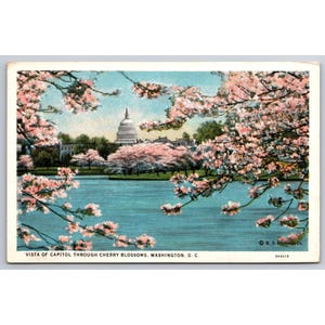 Carte postale Vue du Capitole en fleurs de cerisier Washington DC vintage #930