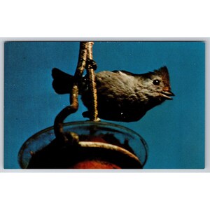 Postal Pássaro Titmouse Simples 0718