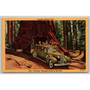 Carte postale Parc national de Yosemite « Wawona » Mariposa Grove of Big Trees 0547