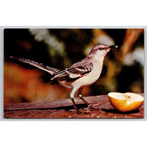 Carte postale Oiseau moqueur 0722