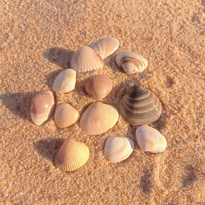 Op de afbeelding: Een verzameling schelpen in verschillende vormen, maten en kleuren, waaronder wit, roze, bruin en zwart, gerangschikt op een zandstrand.