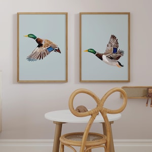 May include: Two framed prints of mallard ducks in flight against a light blue background. The frames are light wood and the prints are hung on a white wall.