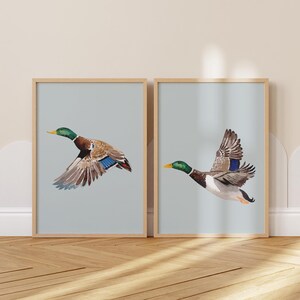 May include: Two framed prints of mallard ducks in flight against a light blue background. The ducks are brown, green, and blue with yellow beaks. The frames are light brown wood.