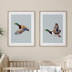 May include: Two framed prints of mallard ducks in flight against a light blue background. The ducks are brown, green, and blue with yellow beaks.