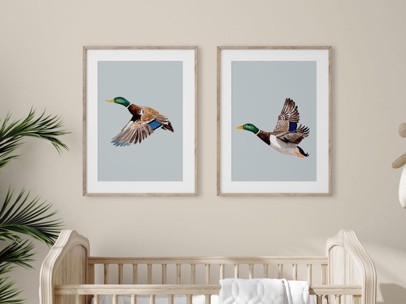 May include: Two framed prints of mallard ducks in flight against a light blue background. The ducks are brown, green, and blue with yellow beaks.
