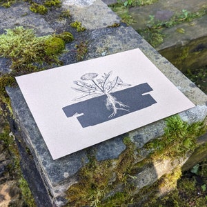 Dandelion postcards (made originally from recycled cartons)