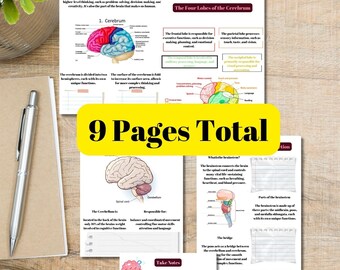 Brain Anatomy Overview: Nursing Notes Reference (PDF Download)