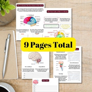 The Brain An Overview, Nursing Notes, brain anatomy, new nurse notes, the brain made easy