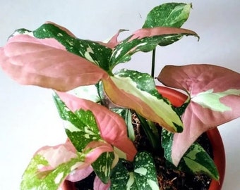 Syngonium Red Spot Tricolor / RARE / plante bébé