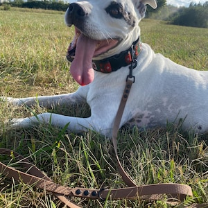 Brown color of webbing - ilustrative photo (classic dog leash)