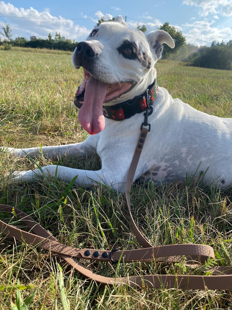 Brown color of webbing - ilustrative photo (classic dog leash)
