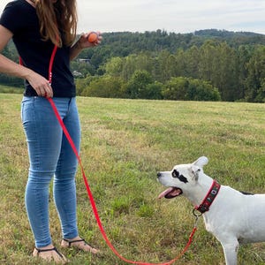 May include: A woman in blue jeans and a black top holds a red lead attached to a white and black dog wearing a red and green patterned collar. The dog is looking at the woman, who is holding a small orange ball.